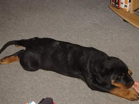 Rottweiler Otto billede 2