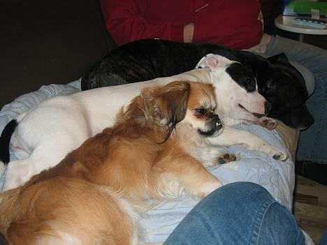 Staffordshire bull terrier Himmelhunden DKCH  Lilo - 3 meget trætte hunde, efter en lang tur i skoven billede 6