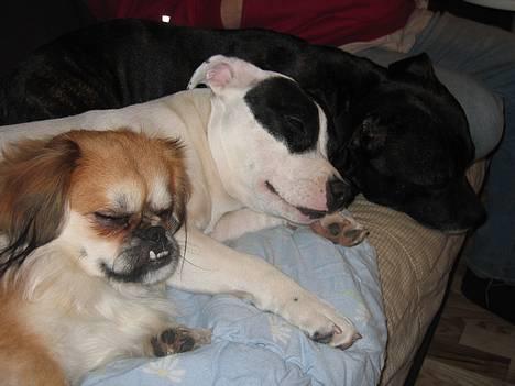 Staffordshire bull terrier Himmelhunden DKCH  Lilo - Stadig 3 trætte hunde billede 7