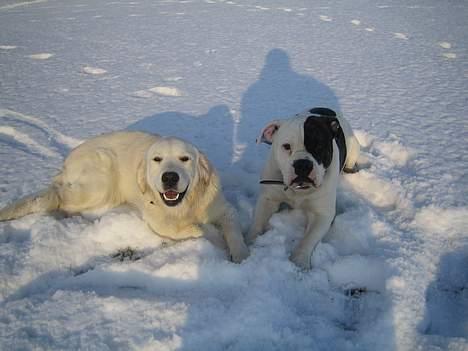 Blanding af racer Knud - Knud og naboveninden, Chili billede 13