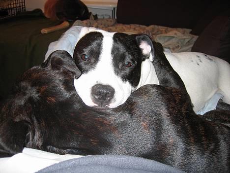 Staffordshire bull terrier Himmelhunden DKCH  Lilo - Så sødt de krammer billede 8