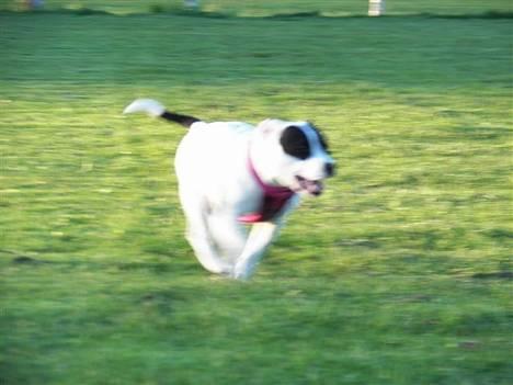 Staffordshire bull terrier Himmelhunden DKCH  Lilo - *Nyt* - Fuld fart frem billede 9