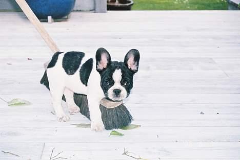 Fransk bulldog gizmo loke - jeg elsker at drille når der bliver fejet med kosten... billede 2