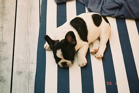 Fransk bulldog gizmo loke - jeg tager mig lige en lur på havehynden zzzzzzzz billede 3