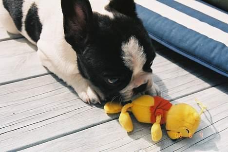 Fransk bulldog gizmo loke - mig og min lille gule legebamse... billede 4