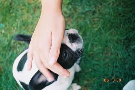 Fransk bulldog gizmo loke - Så bliver jeg lige nusset lidt efter jeg var så dygtig til at få taget billeder... billede 6