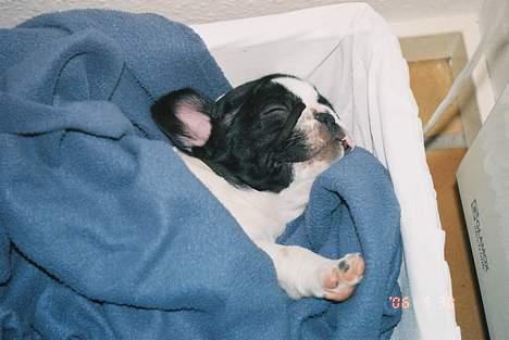 Fransk bulldog gizmo loke - nu ligger jeg varmt og blødt efter en tur i badekarret... billede 7