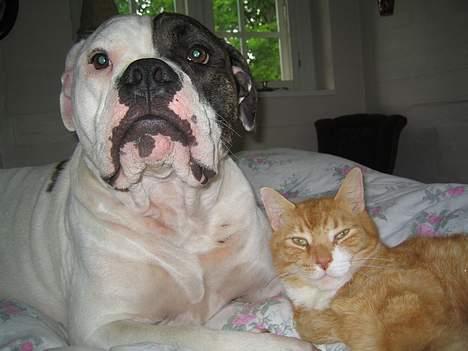 Blanding af racer Knud billede 14