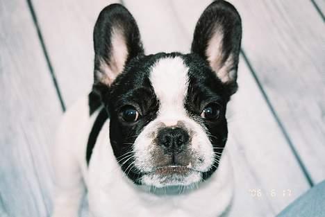 Fransk bulldog gizmo loke - hej hej til kameraet... billede 8