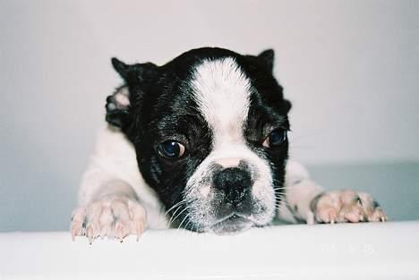 Fransk bulldog gizmo loke - nu vil jeg gerne op... har altså fået nok af at være i bad... billede 9