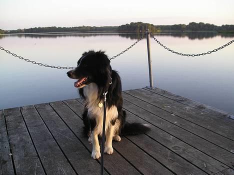 Border collie Freddy - Sankt Hans aften´s stemning ved søen. billede 13