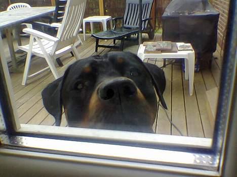 Blanding af racer Kenzo  - Tit tit.. billede 15