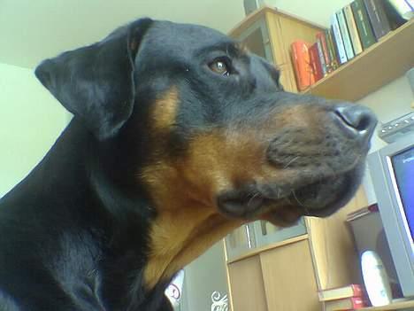 Blanding af racer Kenzo  - Kenzo i  profil.. billede 16