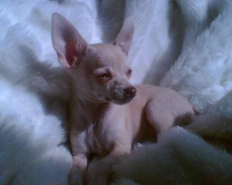 Chihuahua Riki - Dejlige Riki billede 1