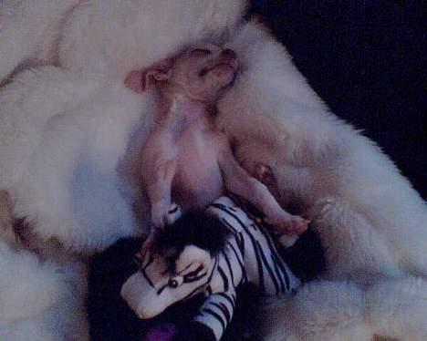 Chihuahua Riki - Sådan slapper jeg bedst af... ZZzzz billede 2