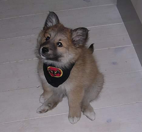 Islandsk fårehund Mysla (udtales "Misla") - Her med charme klud :-) billede 1