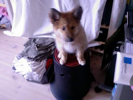 Islandsk fårehund Mysla (udtales "Misla") - Her på skammel billede 2