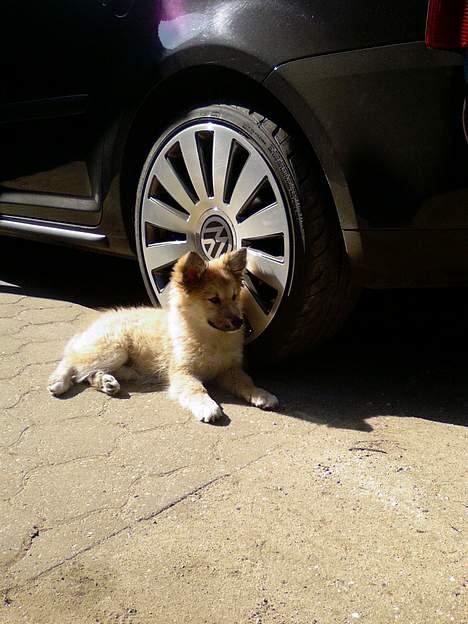 Islandsk fårehund Mysla (udtales "Misla") - "Her vogter jeg" billede 3