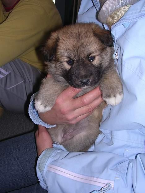 Islandsk fårehund Mysla (udtales "Misla") - 6 uger gammel billede 4