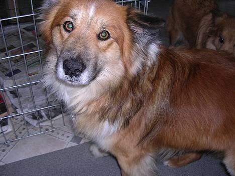 Islandsk fårehund Mysla (udtales "Misla") - Far billede 5