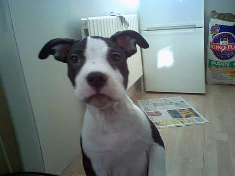 Amerikansk staffordshire terrier Nala (aflivet i 2007) - Hvad laver du mor?? billede 1