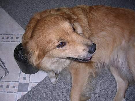 Islandsk fårehund Mysla (udtales "Misla") - Mor billede 6