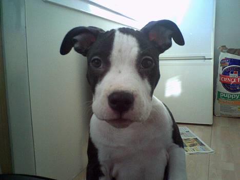 Amerikansk staffordshire terrier Nala (aflivet i 2007) - Nala da hun var en lille udbryder prinsesse billede 2