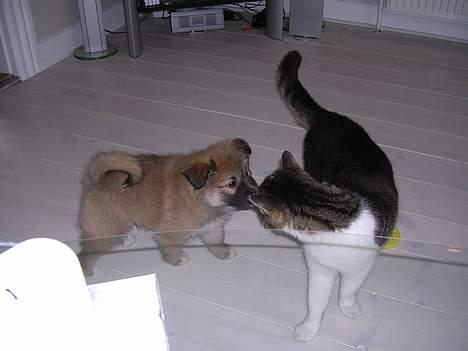 Islandsk fårehund Mysla (udtales "Misla") - Mysla 8 uger og Sylvester katten, Hilser på hinanden for første gang :-) billede 7