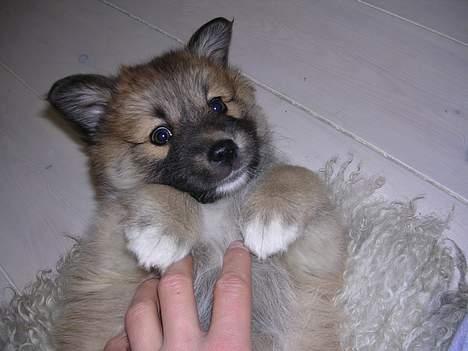 Islandsk fårehund Mysla (udtales "Misla") - 9 uger gammel billede 8