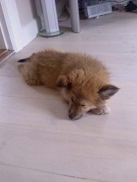 Islandsk fårehund Mysla (udtales "Misla") - 12 uger gammel og åååå så træt :-) billede 9