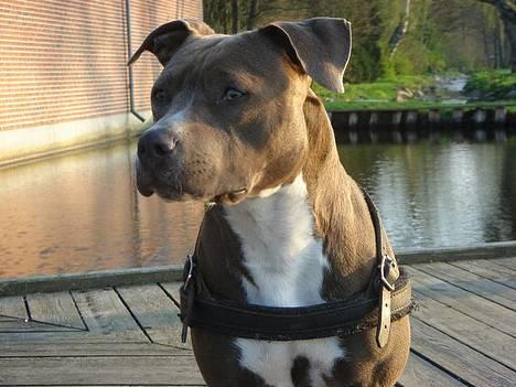 Amerikansk staffordshire terrier Zindi billede 10