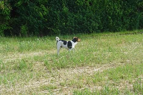 Dansk svensk gaardhund Kvik - Der er en fugl der over  billede 12