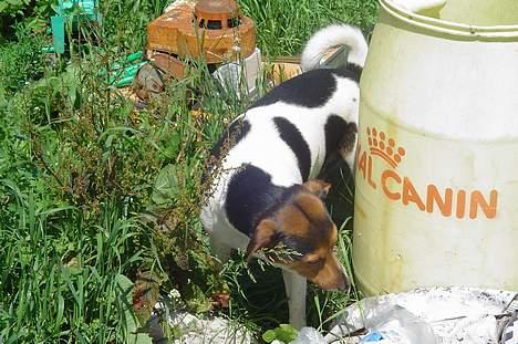 Dansk svensk gaardhund Kvik - Mmmmmmm jeg elsker at spise græs :) billede 13