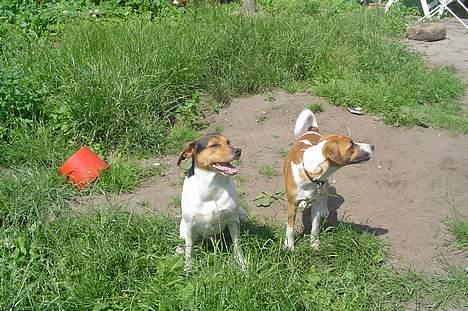 Dansk svensk gaardhund Kvik - Bliver lige nød til at holde en pause Bacardi jeg er lidt for tyk  billede 14