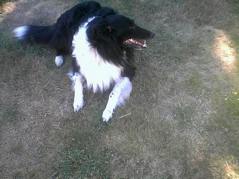 Collie langhåret Bamse - Bamse igen . <´3 billede 2