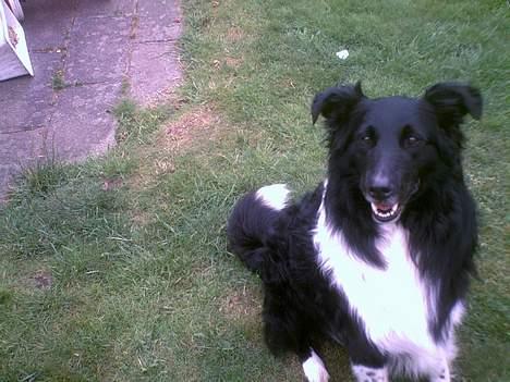 Collie langhåret Bamse - miijn Bamse <3 billede 3