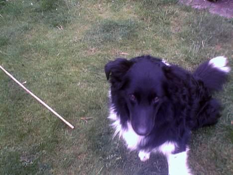 Collie langhåret Bamse - hunde øjn :´´) <3 billede 4