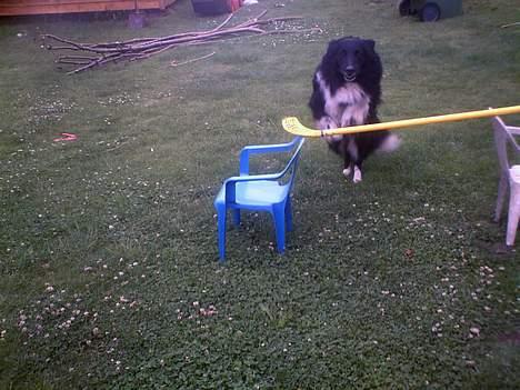 Collie langhåret Bamse - spring lille Bamse . <3 billede 5