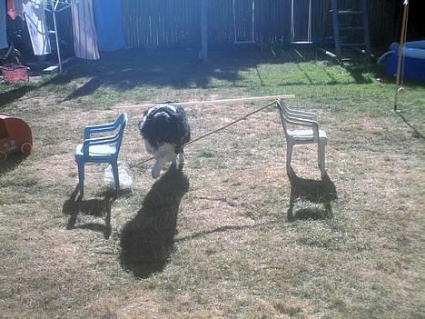 Collie langhåret Bamse - klog hund jeg har ikk? hvorfor springe højt når man kan springe lavt ? billede 6