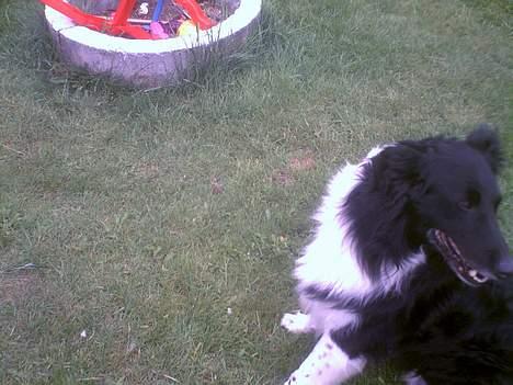 Collie langhåret Bamse - miin Bamse . :) billede 7