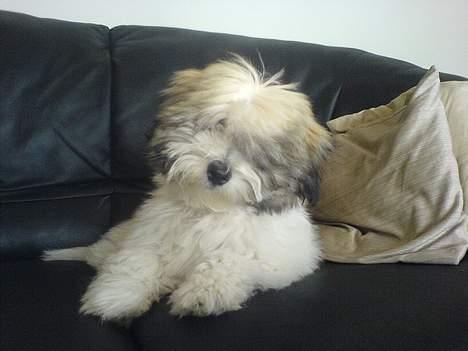 Coton de tulear Uniq Coton Sergent Pepper billede 20