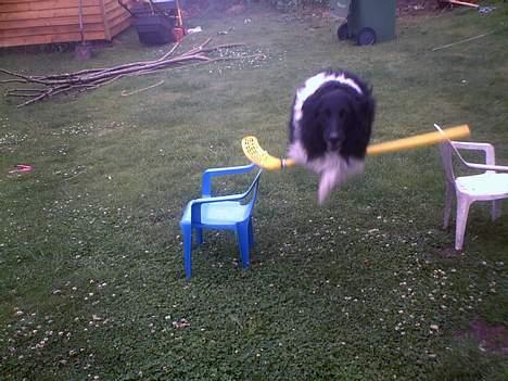 Collie langhåret Bamse - spring Bamse.  billede 9