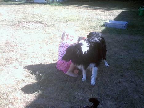 Collie langhåret Bamse - Bamse & Nadia ( min lillesøster) billede 10