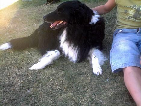 Collie langhåret Bamse - Bamse :) billede 11