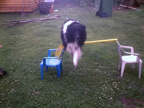 Collie langhåret Bamse - spring Bamse . ! <3 billede 12