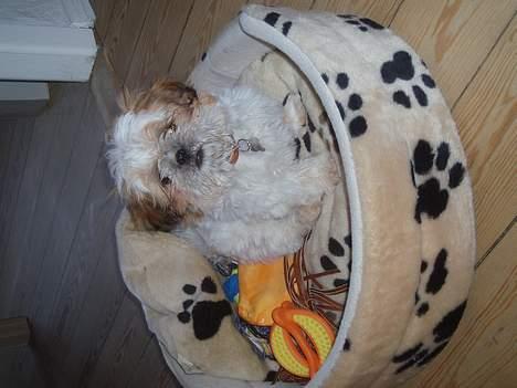 Shih tzu Asmus billede 6