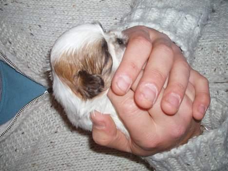 Shih tzu Asmus - her er lille Asmus kun 3 uger gammel. Vi er på besøg ved ham og hans søskende og mor. billede 7