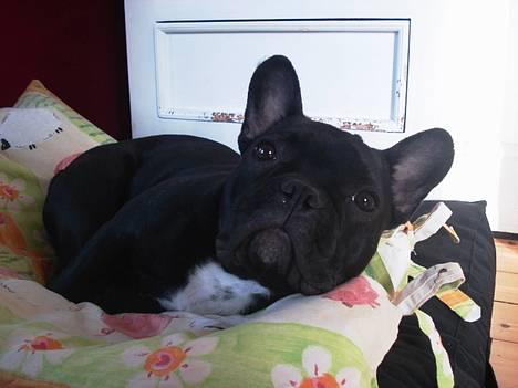 Fransk bulldog Eigil - Lille skat på snart 1 år :-)))......og det er ikke Eigil der har gnavet i kommoden :-)) billede 10