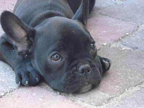 Fransk bulldog Eigil - Jamen jeg viste jo ikke at jeg ikke måtte grave i de dumme blomster :-((( billede 11