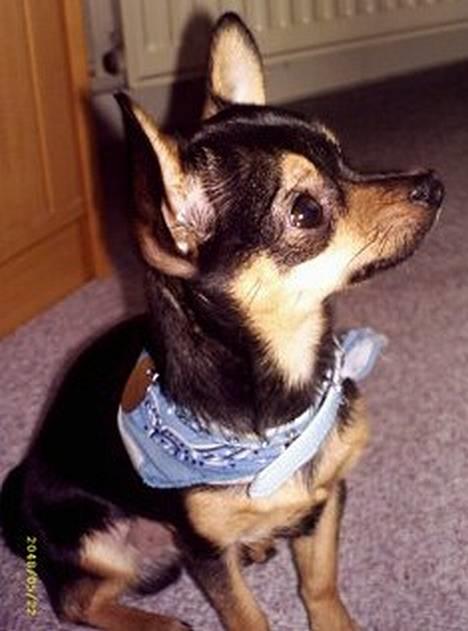 Chihuahua Chucky *R.I.P* billede 1